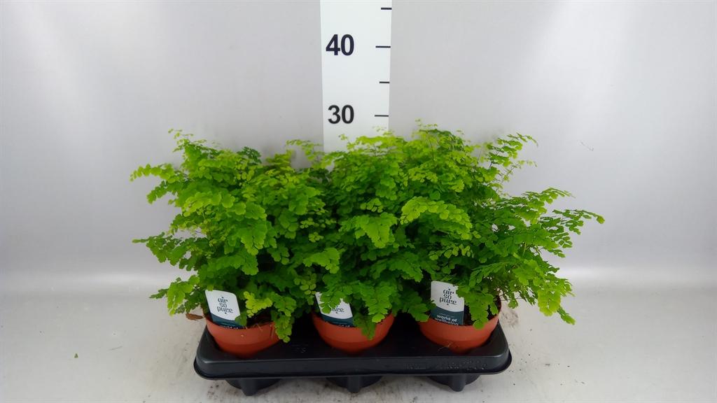Горшечные цветы и растения оптом Adiantum Rad Fritz-luth от 6шт из Голландии с доставкой по России