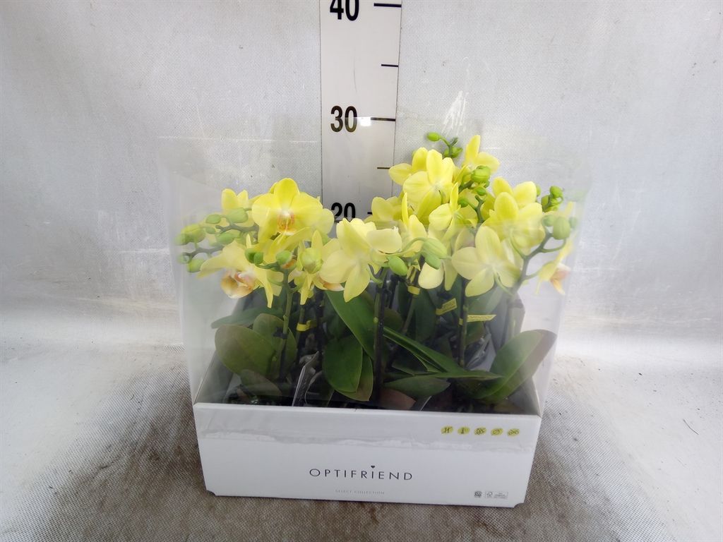 Горшечные цветы и растения оптом Phalaenopsis Multi.   ...yellow от 8шт из Голландии с доставкой по России