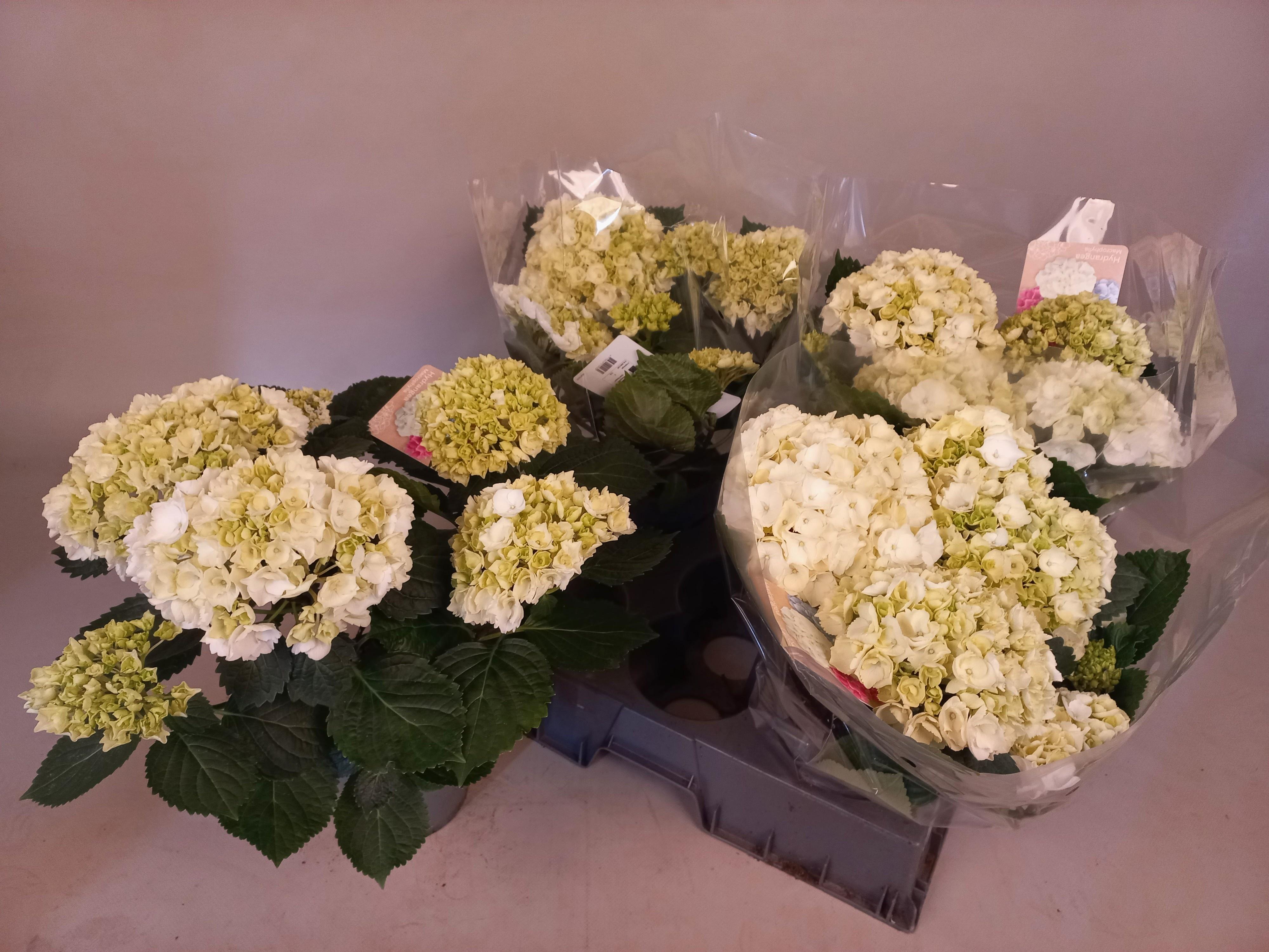 Горшечные цветы и растения оптом Hydr M Crystal Palac от 4шт из Голландии с доставкой по России