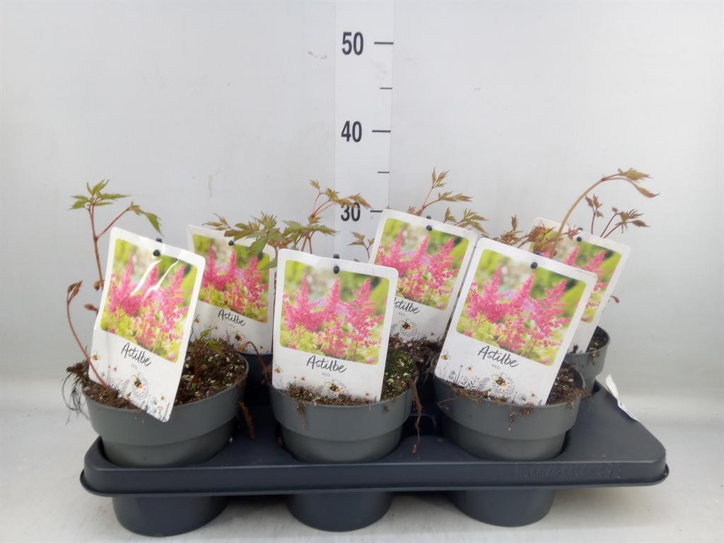 Горшечные цветы и растения оптом Astilbe   ...mix 2 от 6шт из Голландии с доставкой по России