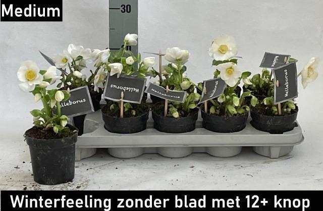 Горшечные цветы и растения оптом Hell Ni Winter Fleur P11 от 10шт из Голландии с доставкой по России Горшечные цветы и растения оптом Hell Ni Winter Fleur P11 от 10шт из Голландии с доставкой по России