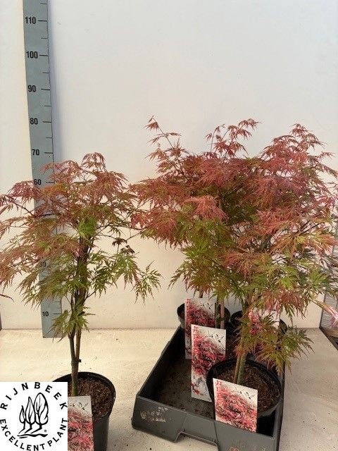 Горшечные цветы и растения оптом Acer Ov от 5шт из Голландии с доставкой по России