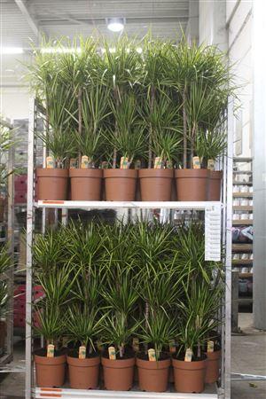 Горшечные цветы и растения оптом ** Dra Marg Sunray 60-30-15 Cm* Winter Promo * от 1шт из Голландии с доставкой по России