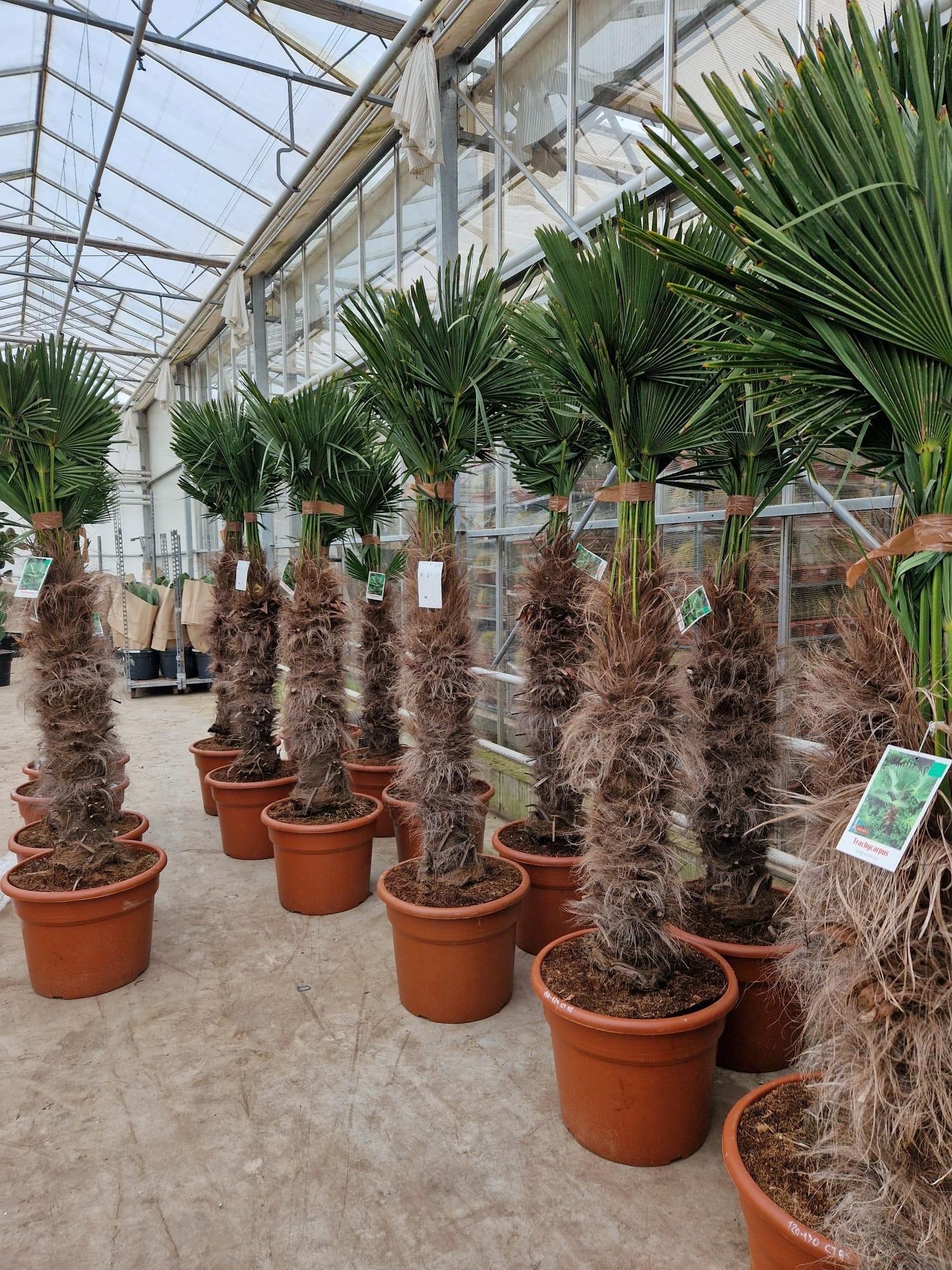 Горшечные цветы и растения оптом Trachyc Wagnerian от 1шт из Голландии с доставкой по России