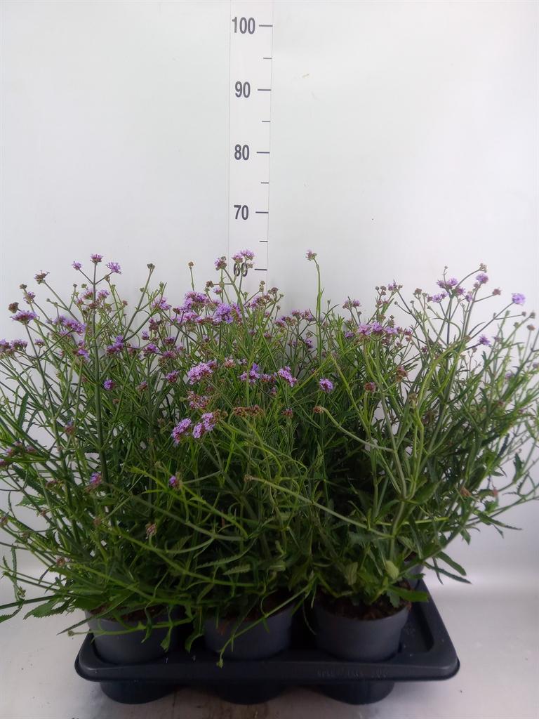 Горшечные цветы и растения оптом Verbena Bonariensis от 6шт из Голландии с доставкой по России
