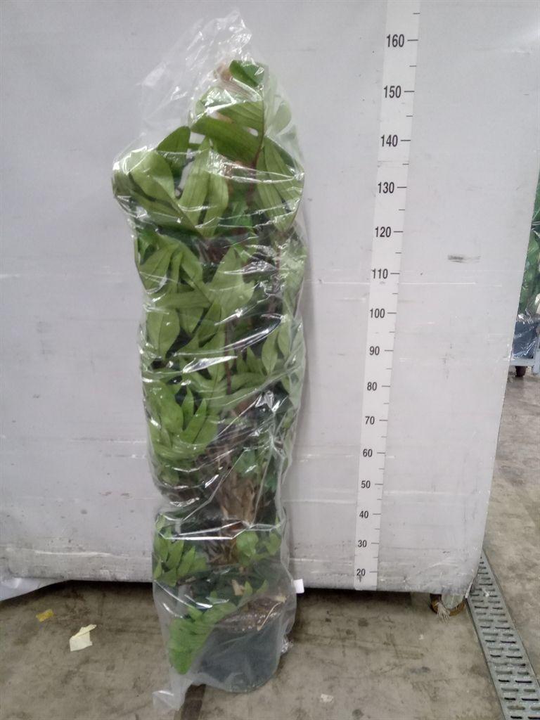 Горшечные цветы и растения оптом Philodendron Pedatum от 1шт из Голландии с доставкой по России