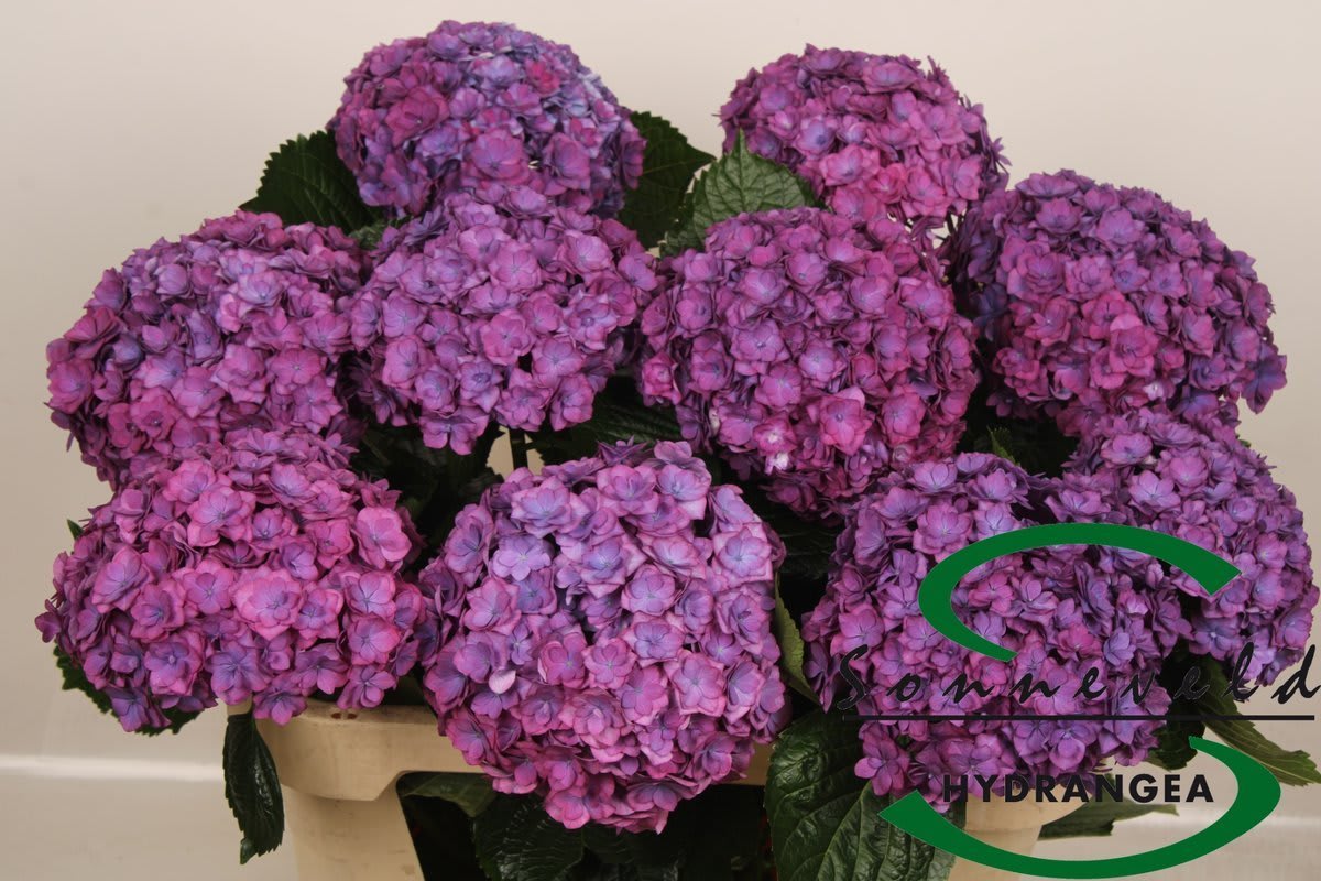Срезанные цветы оптом Hydrangea royal anastasia purple от 10шт из Голландии с доставкой по России