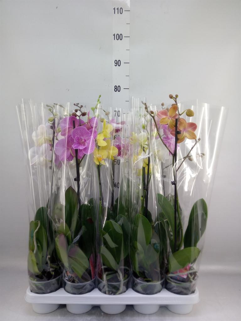 Горшечные цветы и растения оптом Phalaenopsis   ...mix от 10шт' из Голландии с доставкой по России