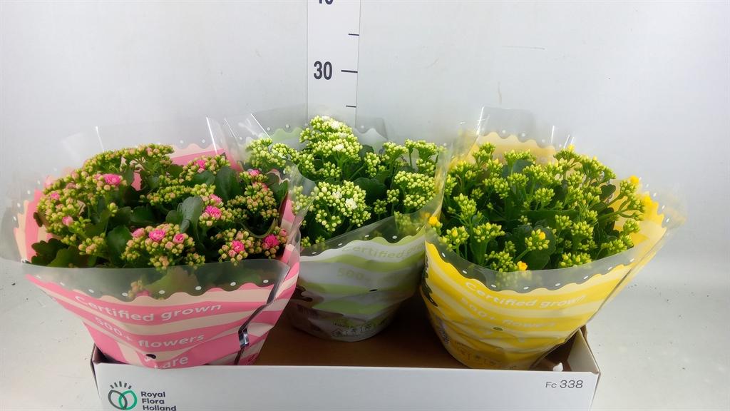Горшечные цветы и растения оптом Kalanchoe Blos.   ..rosebud Mix  4 от 3шт из Голландии с доставкой по России