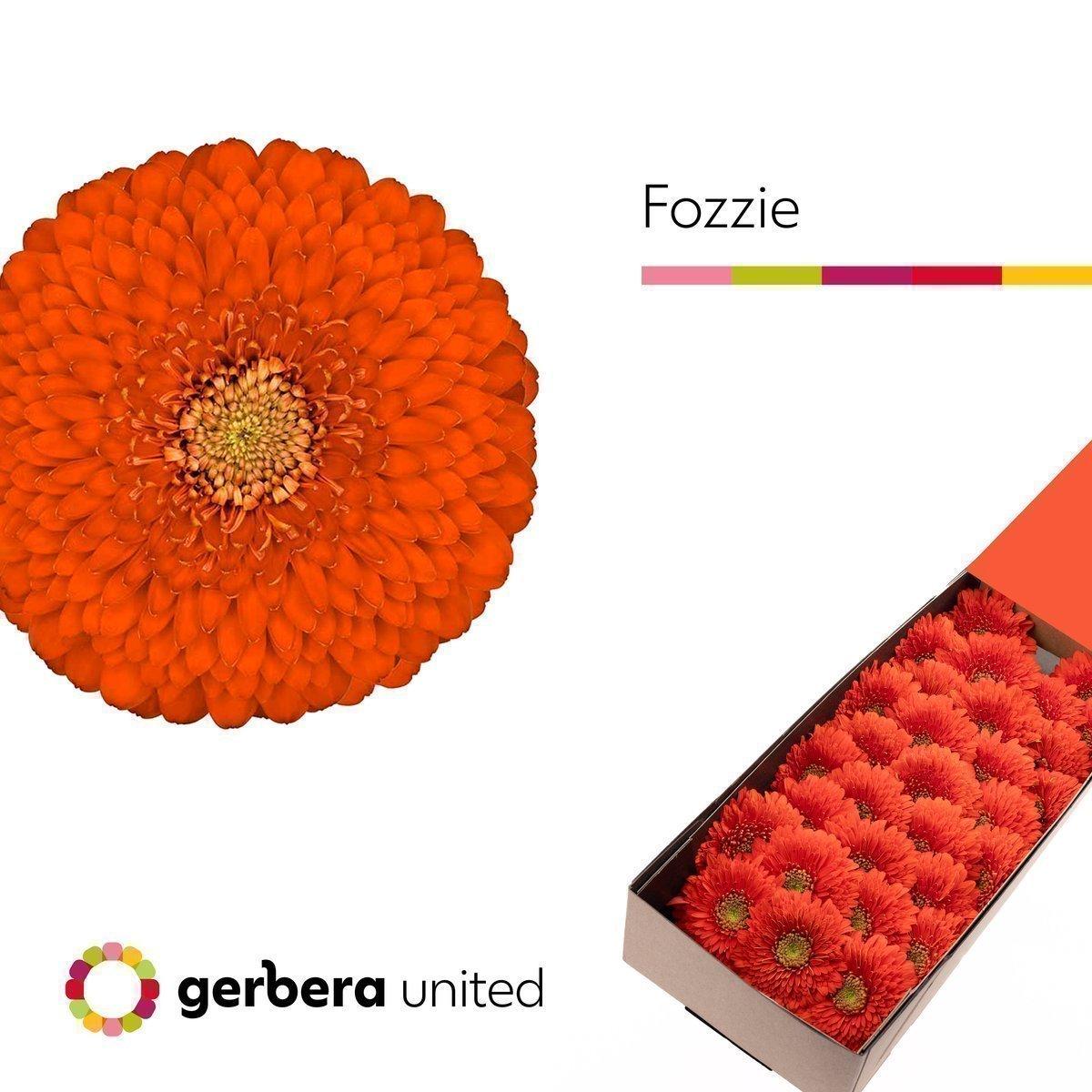 Срезанные цветы оптом Germini pomponi fozzie от 30шт из Голландии с доставкой по России