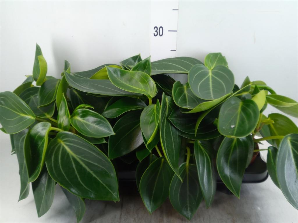 Горшечные цветы и растения оптом Peperomia от 6шт из Голландии с доставкой по России