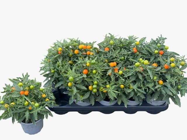 Горшечные цветы и растения оптом Solan Pseudocapsic от 10шт из Голландии с доставкой по России