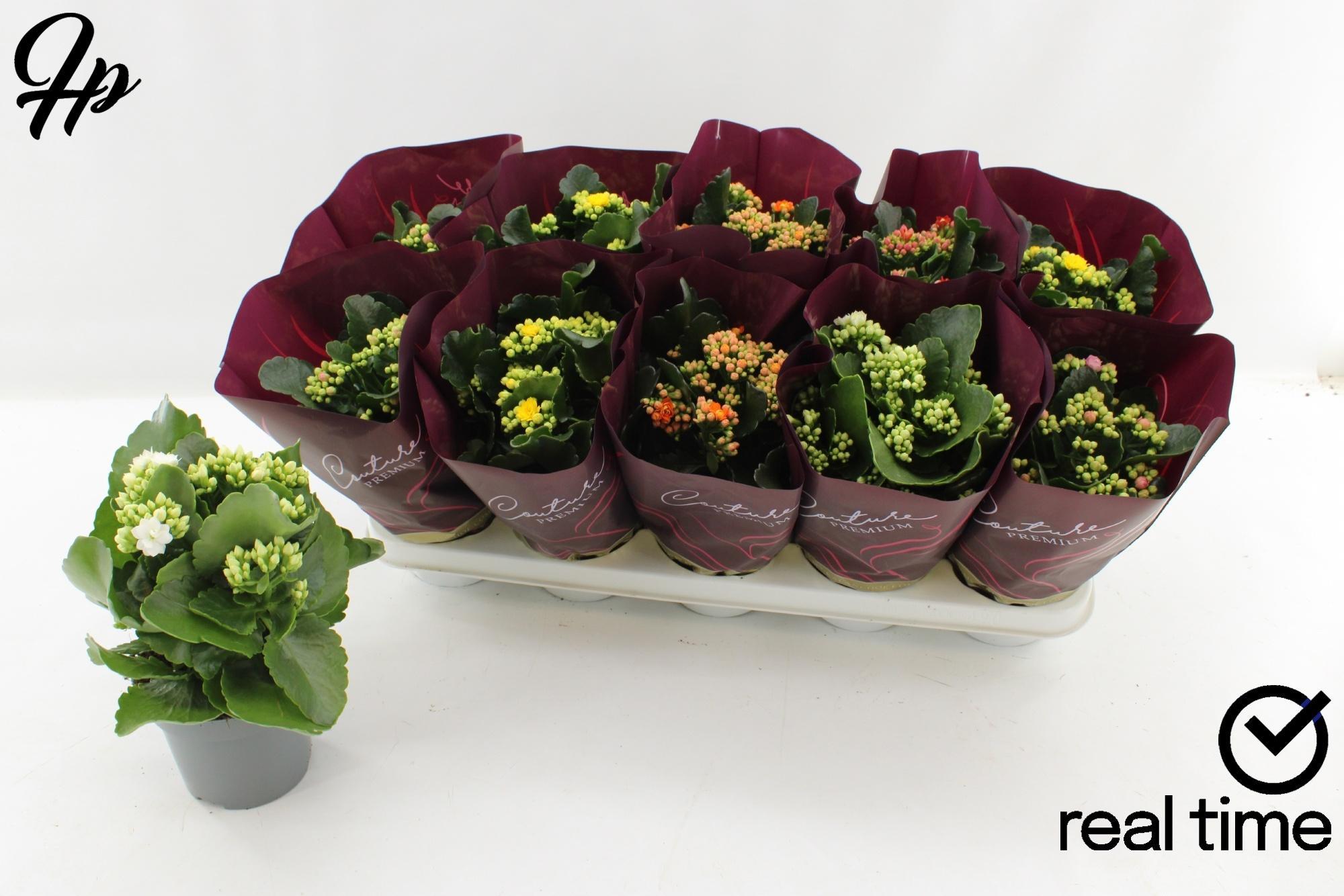 Горшечные цветы и растения оптом Kal 3 Color Mix In Essentials от 10шт из Голландии с доставкой по России