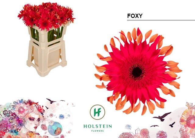 Срезанные цветы оптом Gerbera gerpasta foxy от 40шт из Голландии с доставкой по России