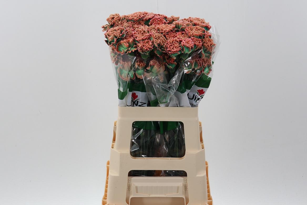 Срезанные цветы оптом Dianthus st paint tropicana от 80шт из Голландии с доставкой по России