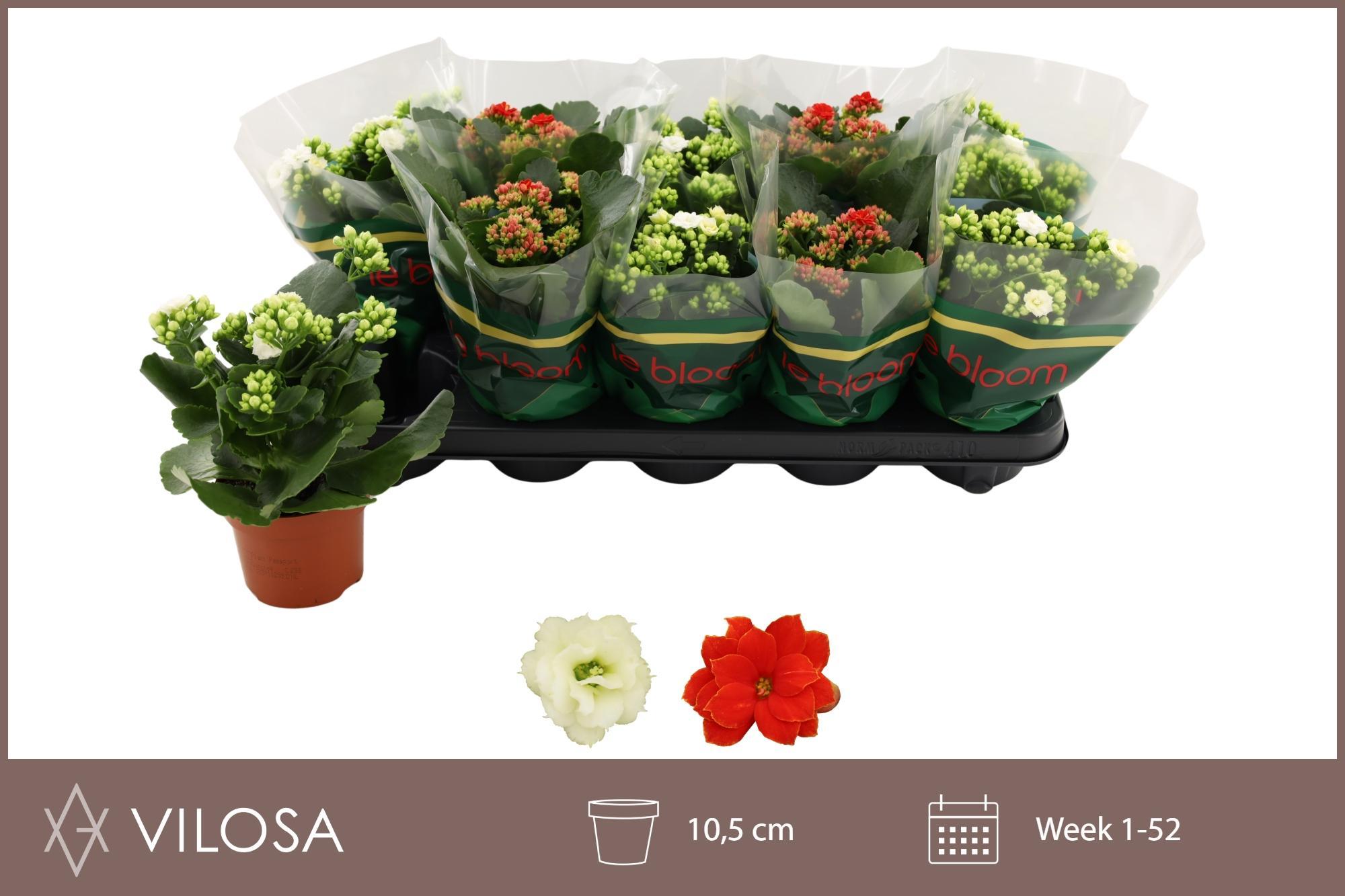 Горшечные цветы и растения оптом Kal Ge Gem 2 Kl P10.5 от 10шт из Голландии с доставкой по России