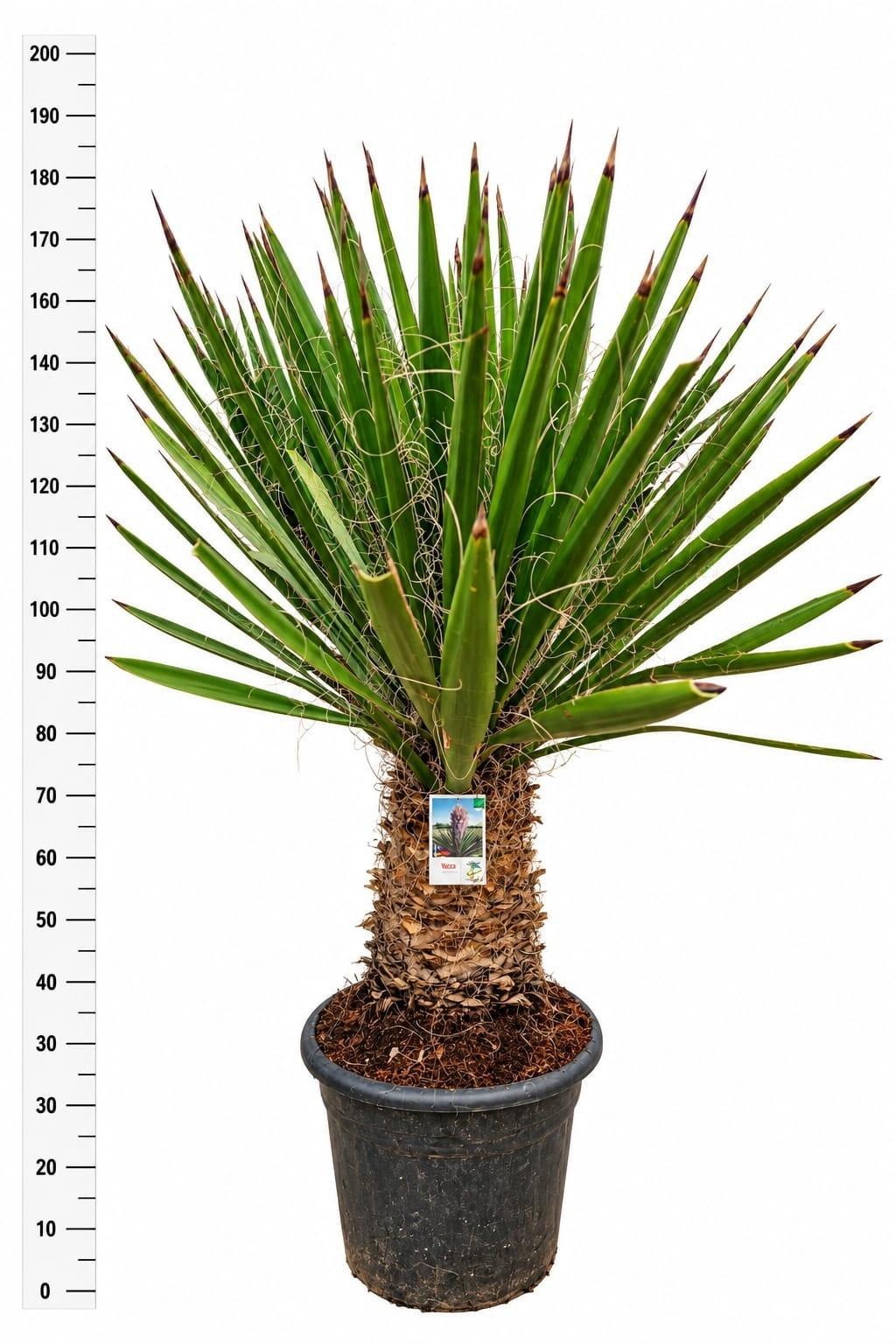 Горшечные цветы и растения оптом Yucca Gloriosa от 1шт из Голландии с доставкой по России