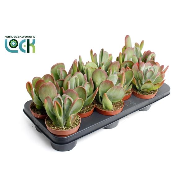 Горшечные цветы и растения оптом Kalanchoe Oricula от 9шт из Голландии с доставкой по России