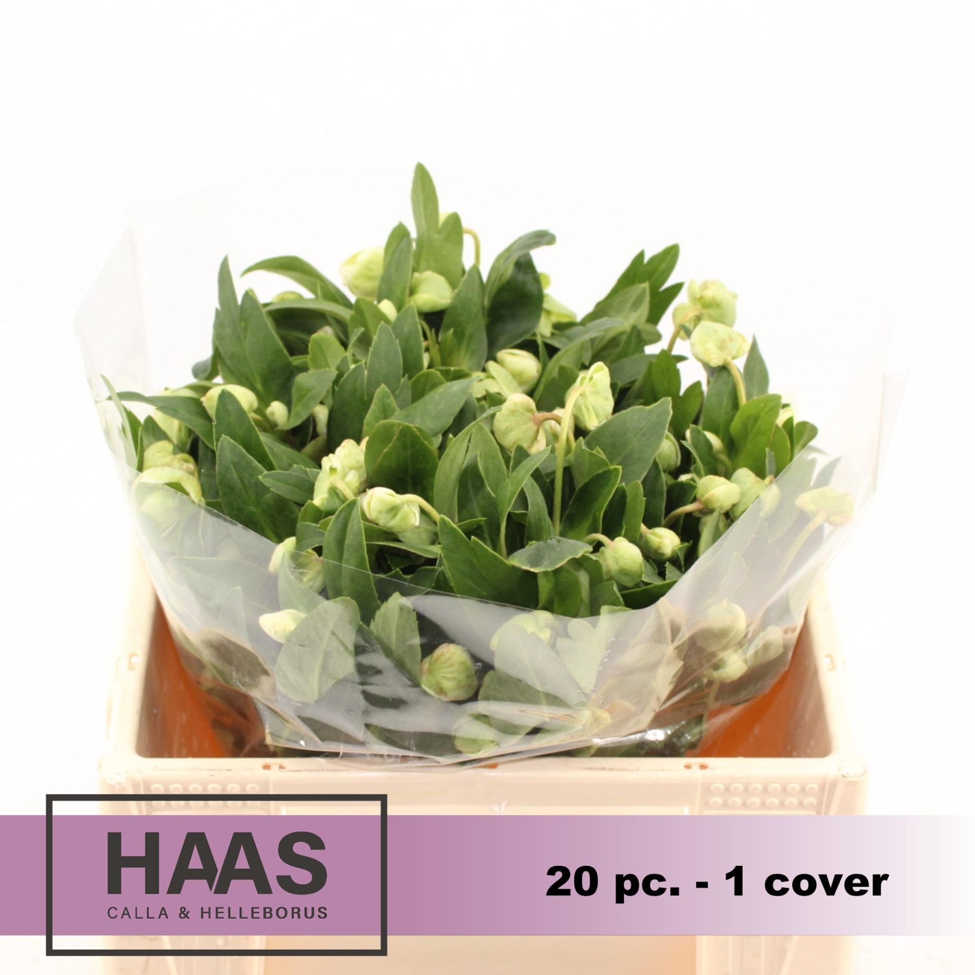 Срезанные цветы оптом Helleborus magnificent bells от 20шт из Голландии с доставкой по России