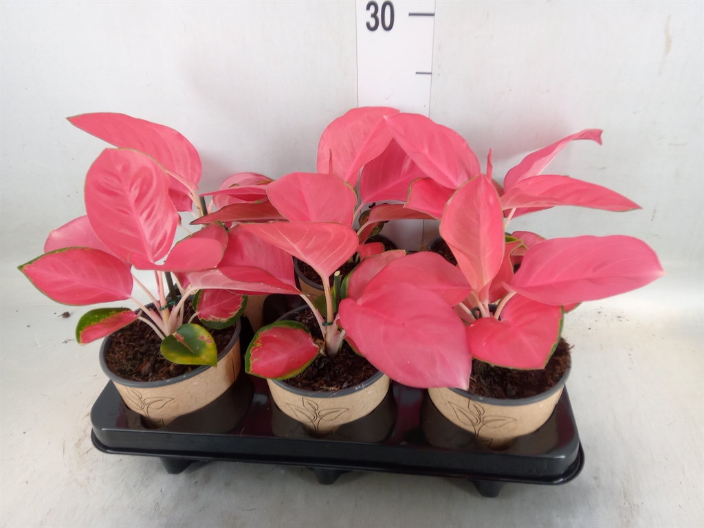 Горшечные цветы и растения оптом Aglaonema   ... от 6шт' из Голландии с доставкой по России