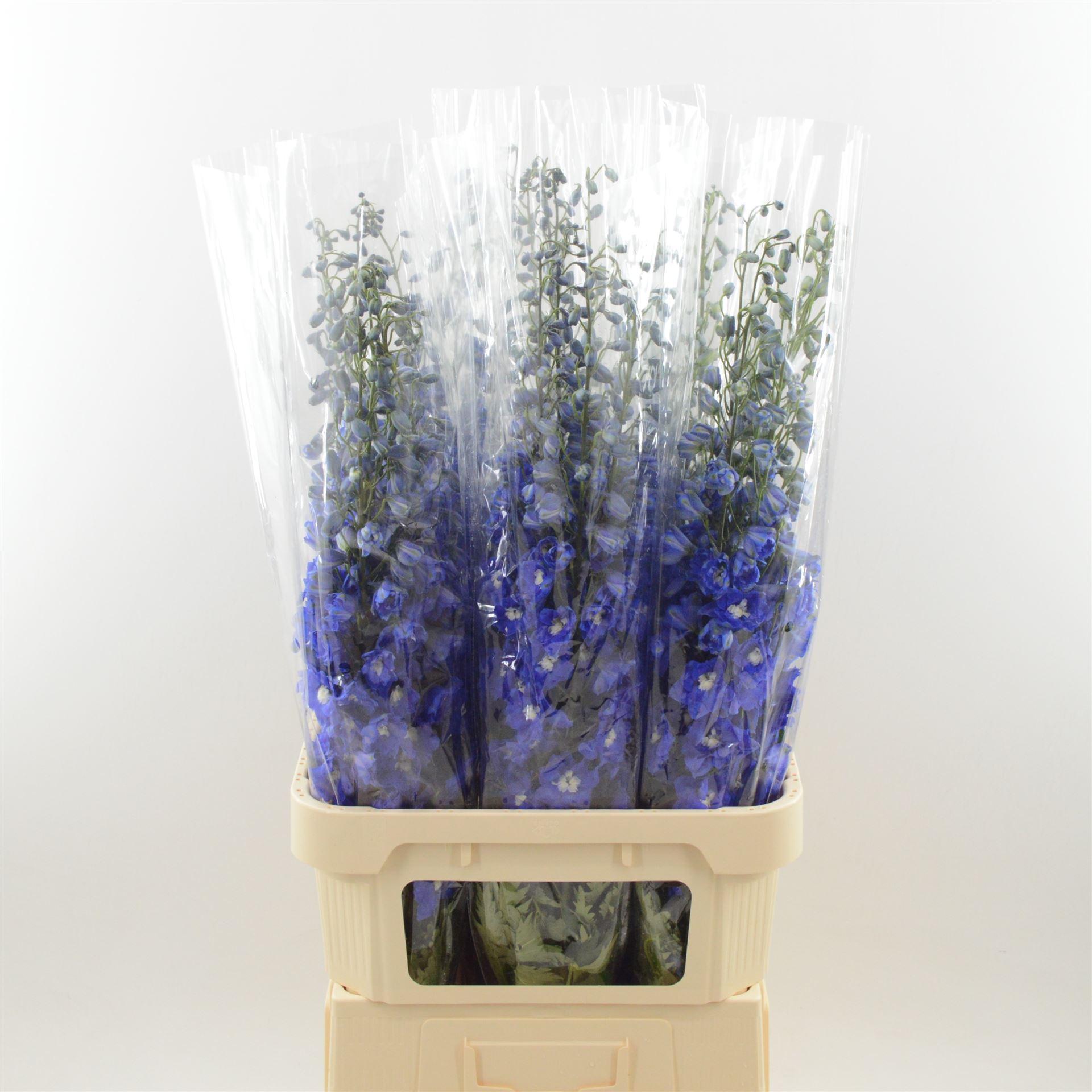 Срезанные цветы оптом Delphinium do dev navy blue от 30шт из Голландии с доставкой по России