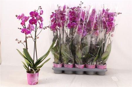 Горшечные цветы и растения оптом Phal An Durban 2 Branches 20+ Vertakt от 10шт из Голландии с доставкой по России