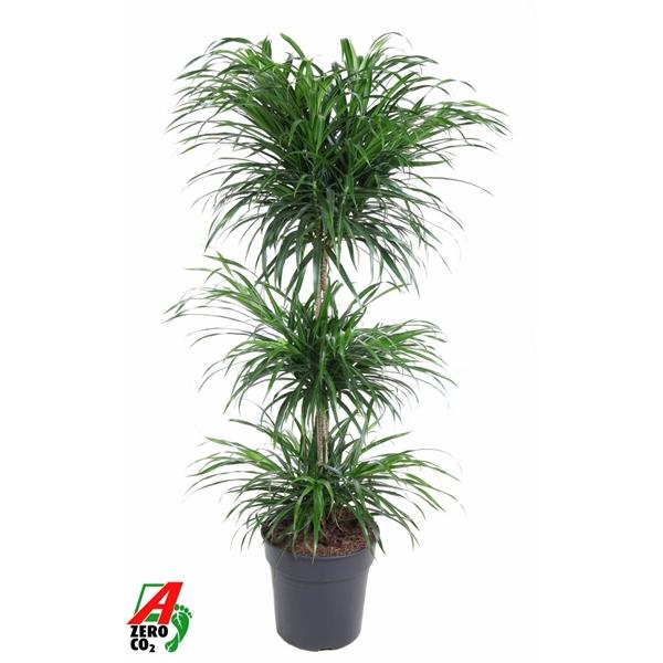 Горшечные цветы и растения оптом Drac Anita Varriegata Carrousel от 1шт из Голландии с доставкой по России