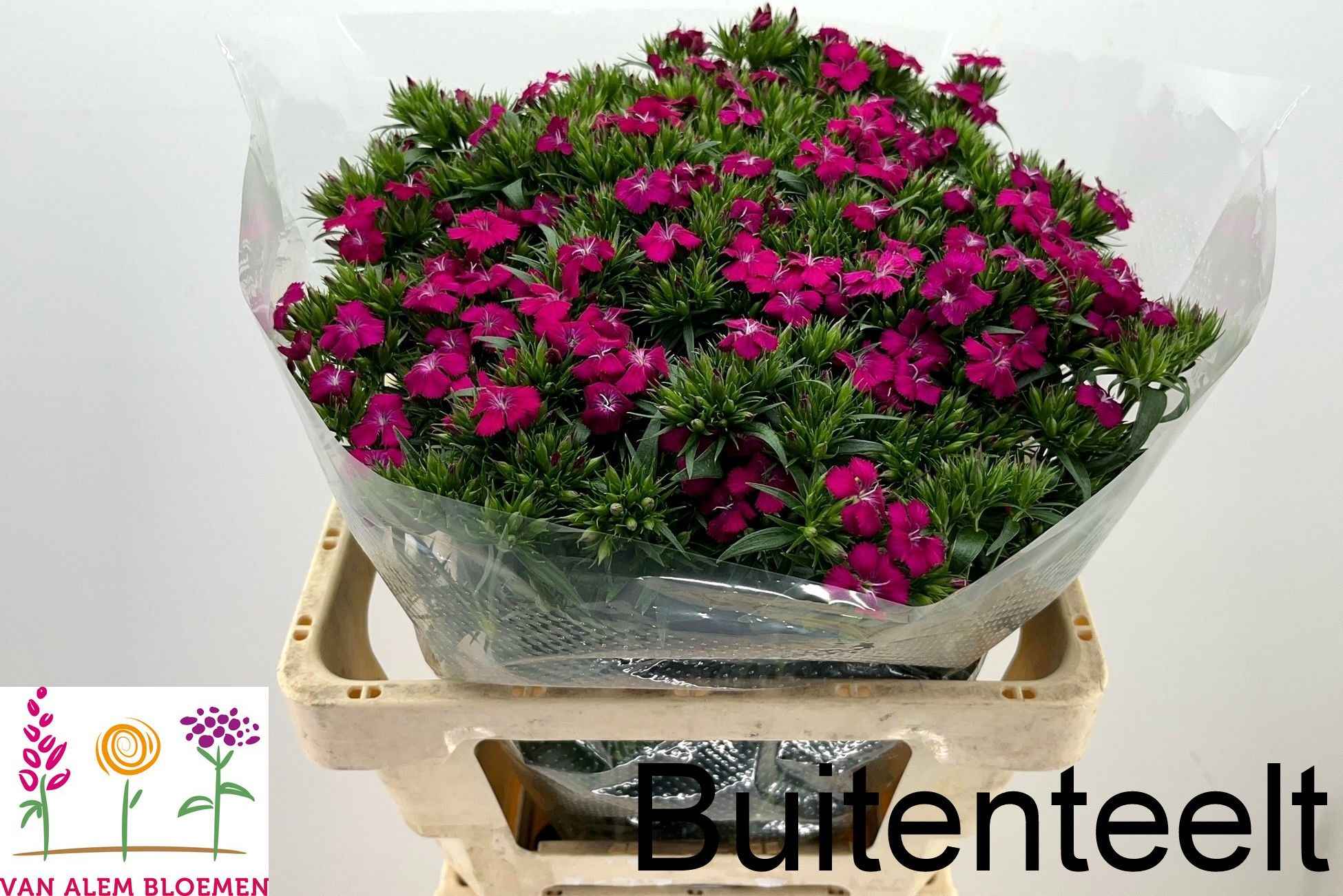 Срезанные цветы оптом Dianthus br amazone neon cherry от 50шт из Голландии с доставкой по России