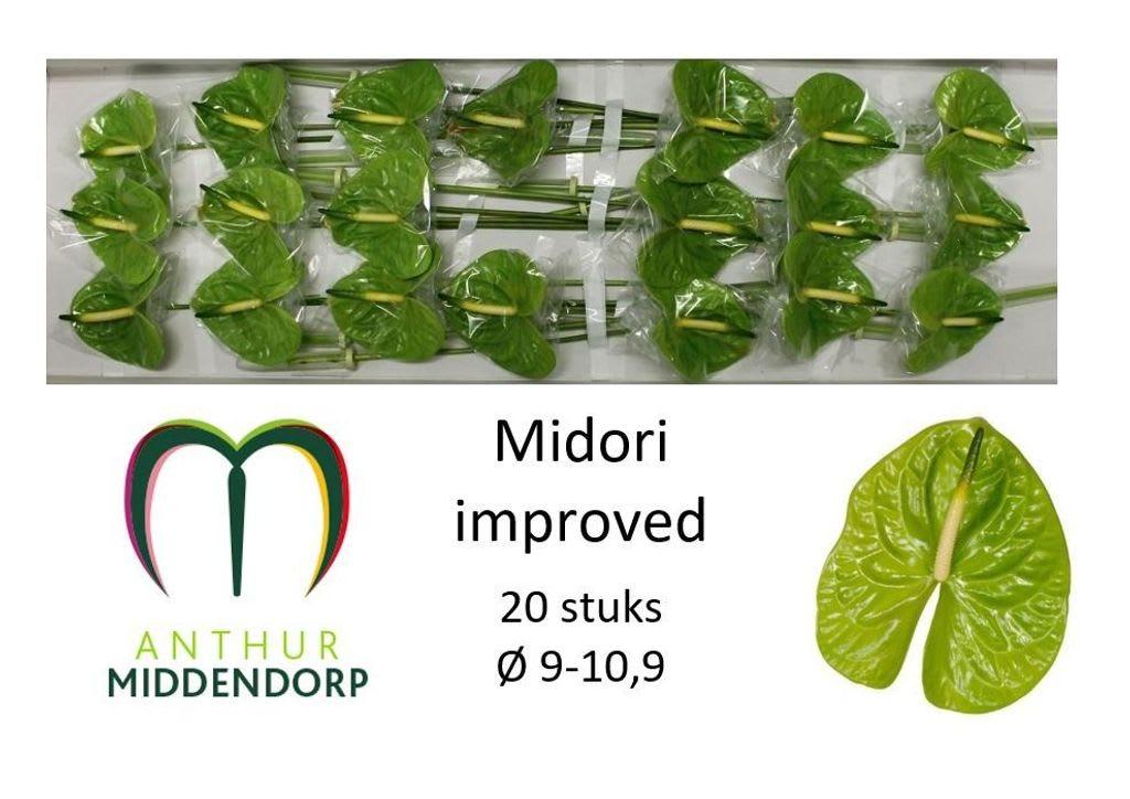 Срезанные цветы оптом Anthurium midori improved от 20шт из Голландии с доставкой по России