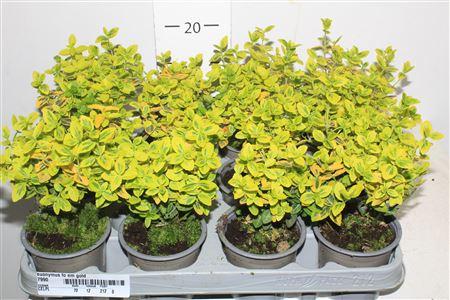 Горшечные цветы и растения оптом Euonymus Fo Em Gold * Spring Deal * от 12шт (для телеги) из Голландии с доставкой по России