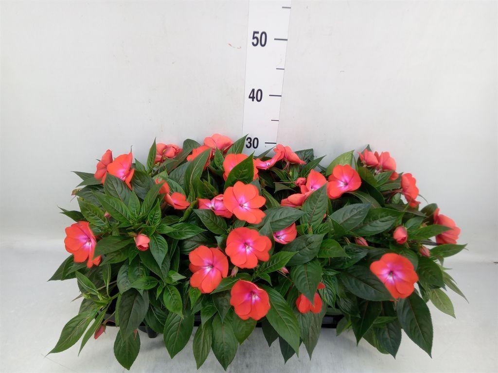 Горшечные цветы и растения оптом Impatiens Ng   ...mix от 8шт из Голландии с доставкой по России