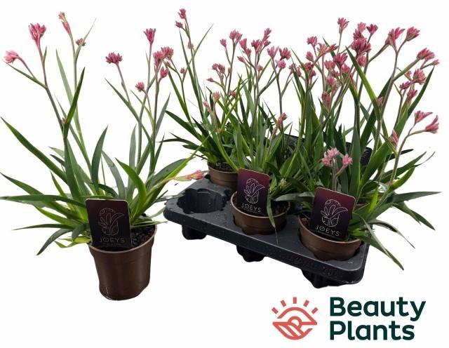 Горшечные цветы и растения оптом Anigo Ov от 6шт из Голландии с доставкой по России