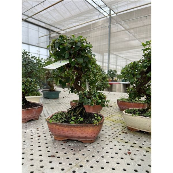 Горшечные цветы и растения оптом Bonsai Cotoneaster от 5шт из Голландии с доставкой по России