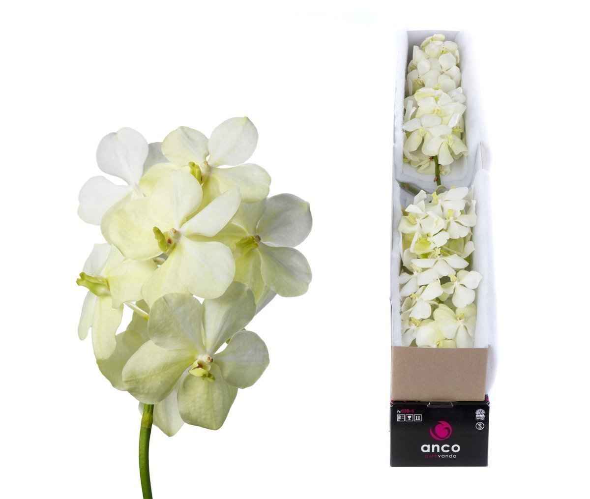 Срезанные цветы оптом Vanda tayanee white per stem от 4шт из Голландии с доставкой по России
