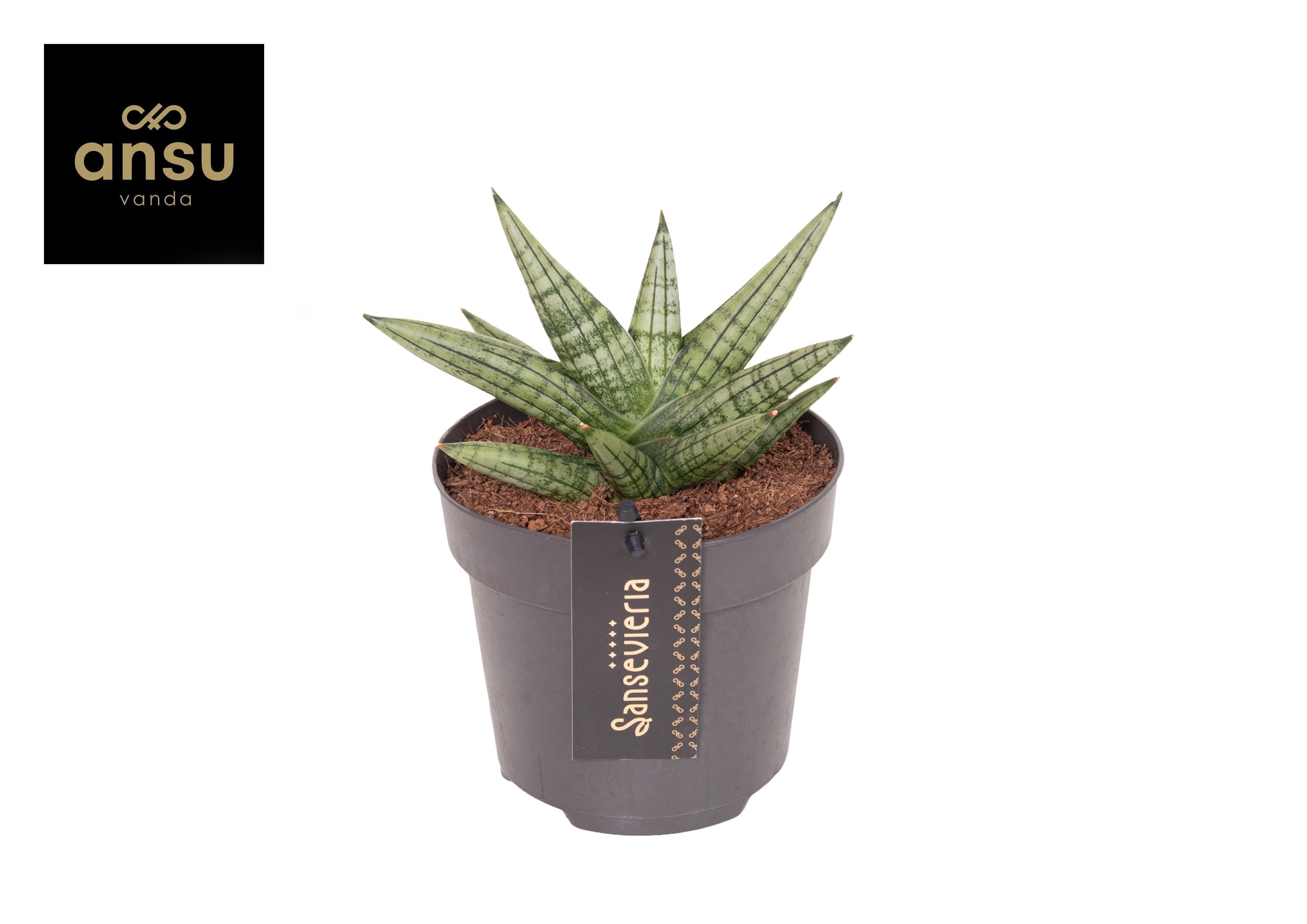Горшечные цветы и растения оптом Sansevieria Inti Mini No. 4 от 6шт из Голландии с доставкой по России