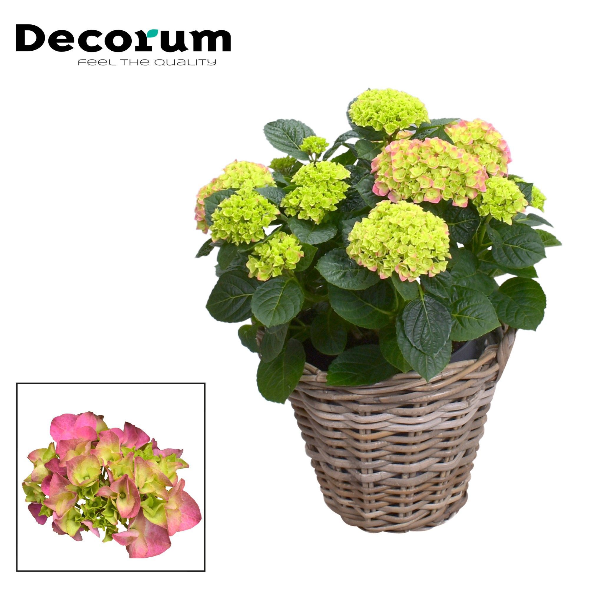Горшечные цветы и растения оптом Hydrangea Pink 10+ Rattan Basket (decorum) от 1шт из Голландии с доставкой по России
