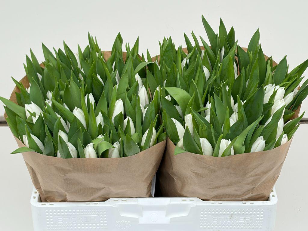 Срезанные цветы оптом Tulipa si sensation white от 100шт из Голландии с доставкой по России