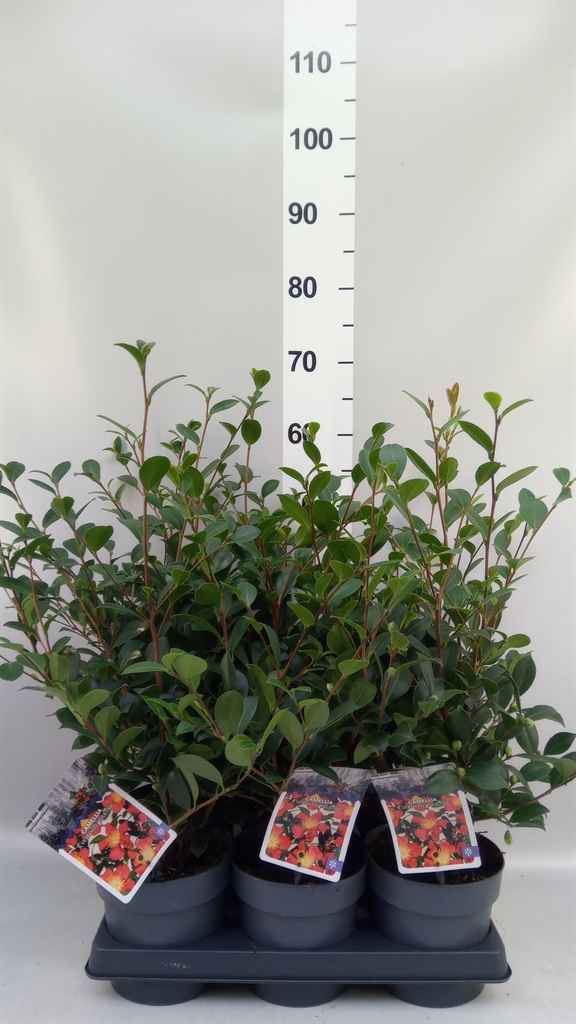 Горшечные цветы и растения оптом Camellia Japonica от 6шт из Голландии с доставкой по России