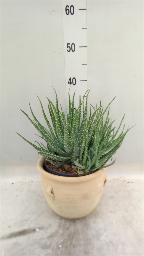 Горшечные цветы и растения оптом Aloe Humilis от 2шт из Голландии с доставкой по России