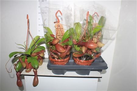 Горшечные цветы и растения оптом Nepenthes Monkey Jars Alata от 4шт из Голландии с доставкой по России