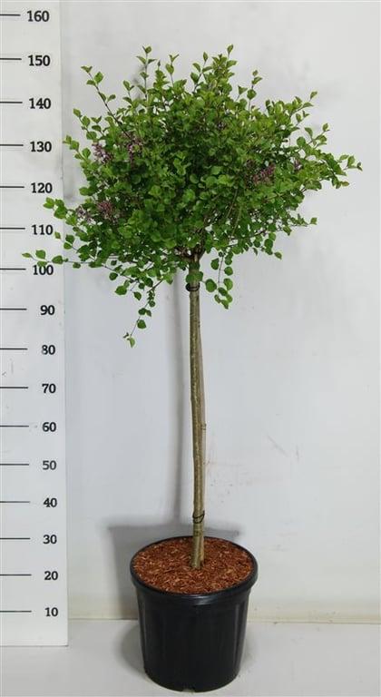 Горшечные цветы и растения оптом Syringa Meyeri Palibin On Stem от 1шт из Голландии с доставкой по России