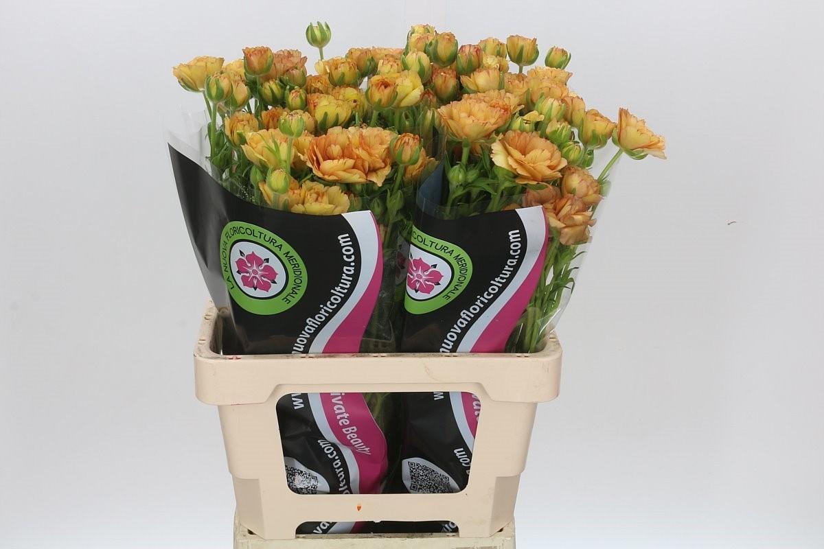 Срезанные цветы оптом Ranunculus natura moderna miele от 30шт из Голландии с доставкой по России