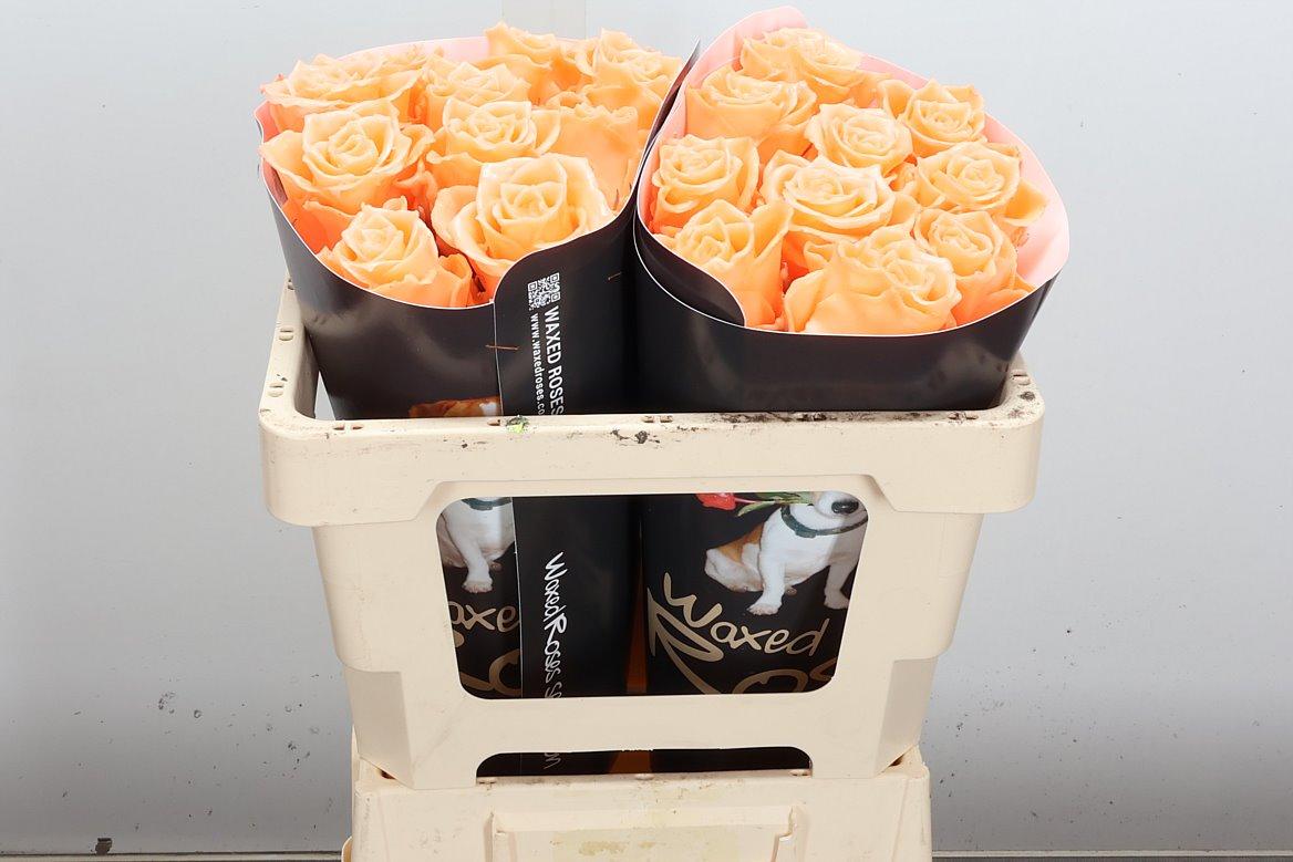 Срезанные цветы оптом Rosa large wax versilia от 20шт из Голландии с доставкой по России