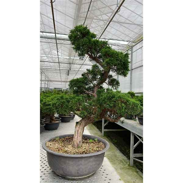 Горшечные цветы и растения оптом Bonsai Juniperus Chinensis, 30cm., In Trainingspot от 1шт из Голландии с доставкой по России