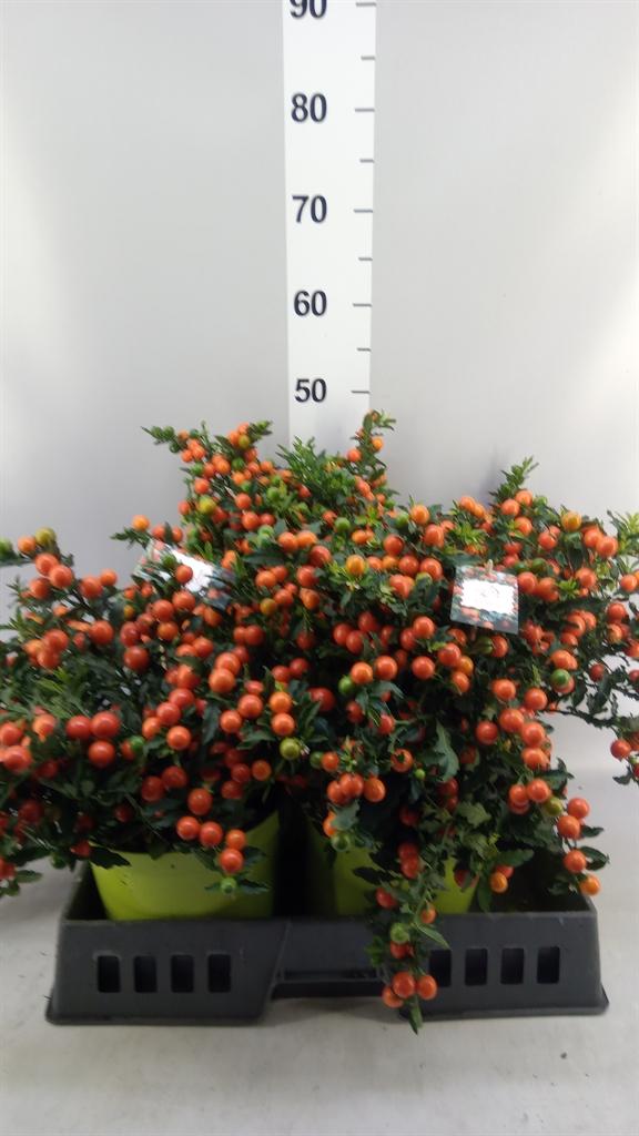 Горшечные цветы и растения оптом Solanum Pseudocapsicum от 4шт из Голландии с доставкой по России