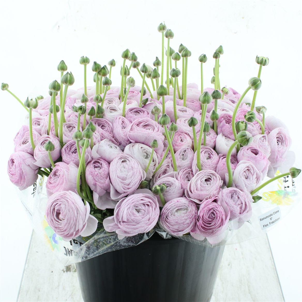 Срезанные цветы оптом Ranunculus succes sr nebbia от 100шт из Голландии с доставкой по России