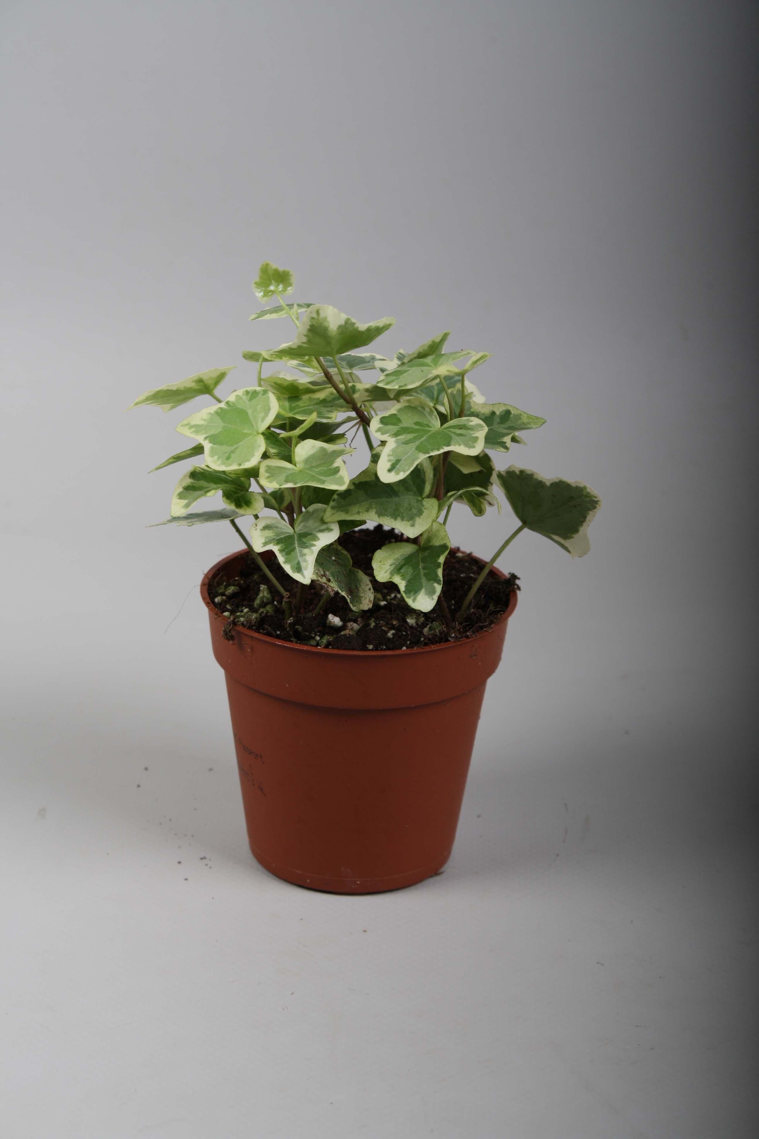 Горшечные цветы и растения оптом Hedera Helix White Wonder от 18шт (для телеги) из Голландии с доставкой по России