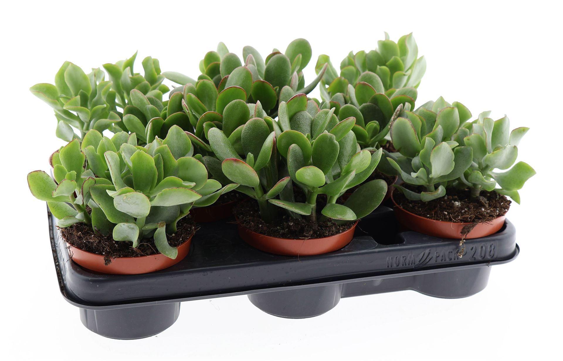 Горшечные цветы и растения оптом Crassula ...mix от 8шт из Голландии с доставкой по России