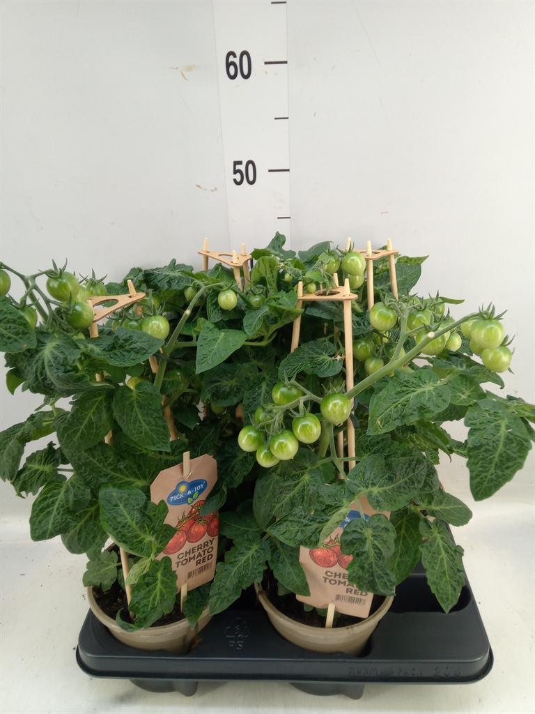 Горшечные цветы и растения оптом Solanum Lycopersicum   ... от 4шт из Голландии с доставкой по России