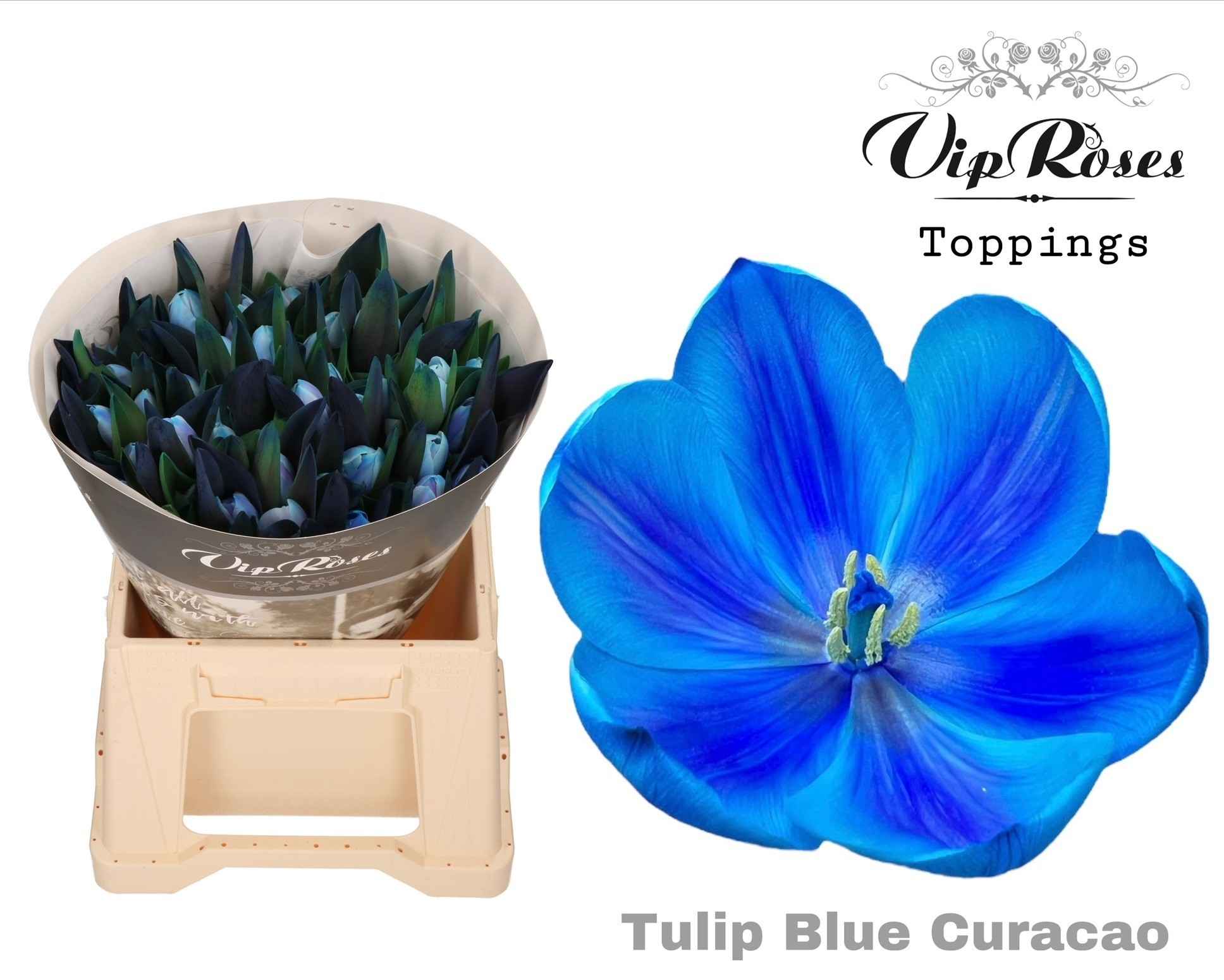 Срезанные цветы оптом Tulipa si paint blue curacao от 50шт из Голландии с доставкой по России